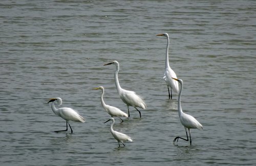 egret  bird  flock