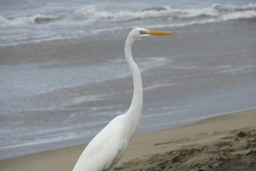 egret  bird  guerrero