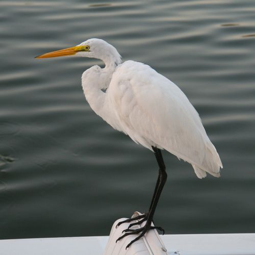 egret white egret bird