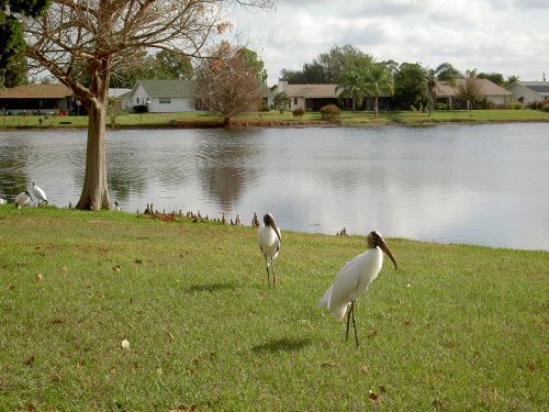 egret lake water