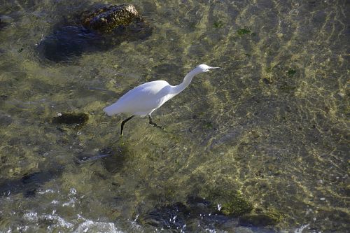 egret wildlife bird wader