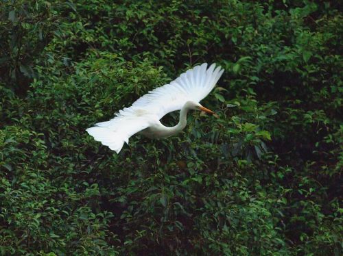 Egret In Flight