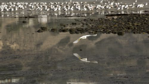 Egret In Flight