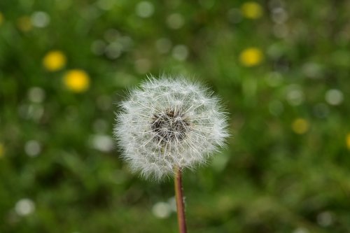 egret of pisenlit  dandelion  seeds fly in the wind
