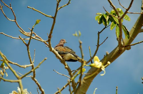 egypt tree bird
