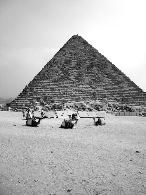 egypt pyramid camel