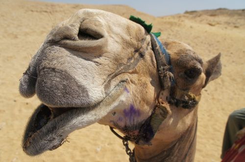 egypt camel dromedary