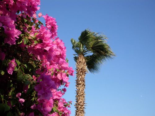 egypt palm flowers