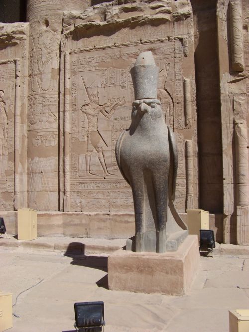 egypt luxor bird