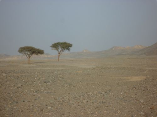 egypt desert lonely