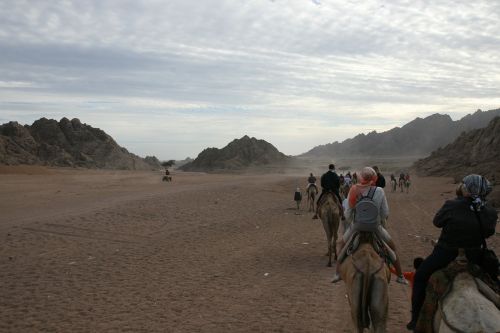 egypt adventure camel