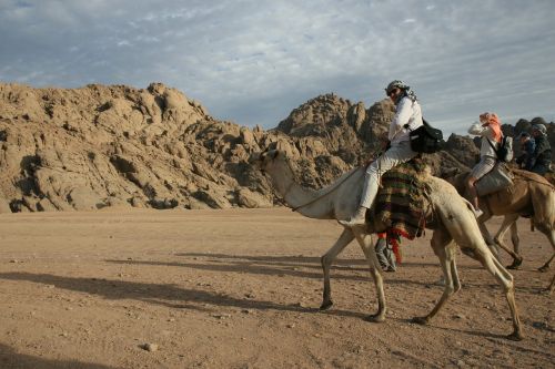 egypt adventure camel