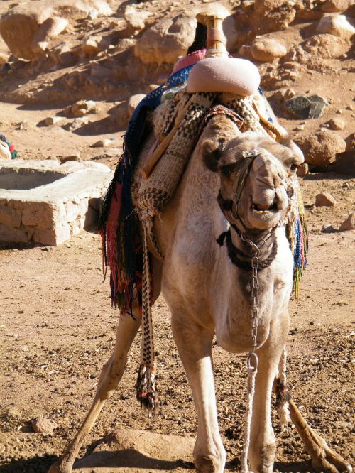 egypt sinai camel