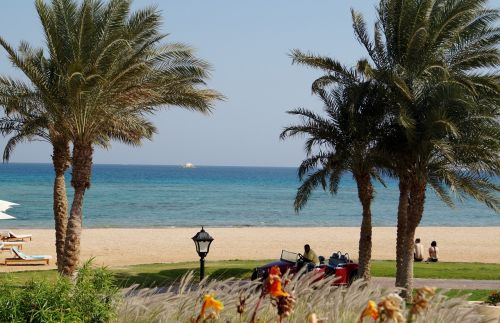 egypt beach trees