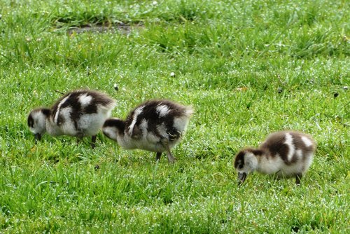 egyptian  young geese  spring