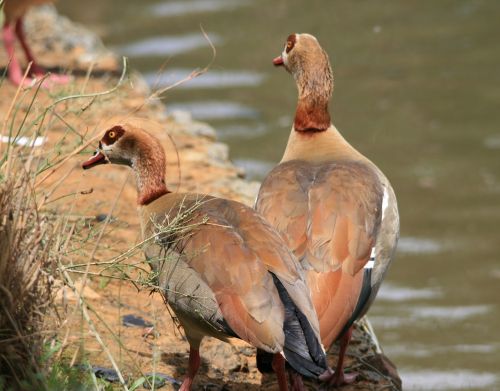 egyptian geese geese brown