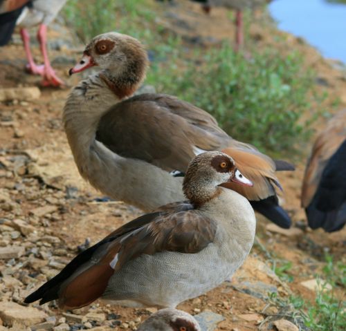 Egyptian Geese At Pond&#039;s Edge