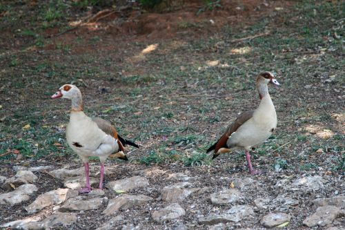 Egyptian Geese On Land