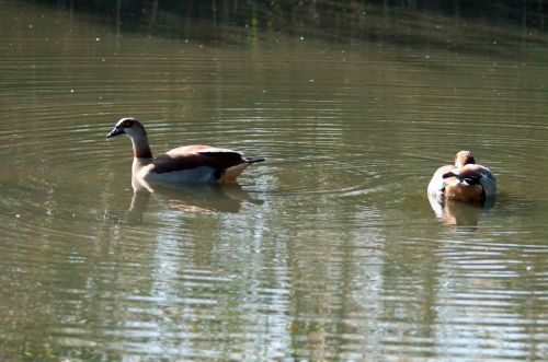 Egyptian Geese On The Water