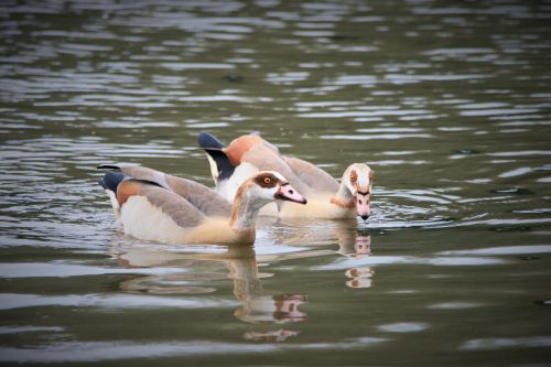 Egyptian Geese Swimming