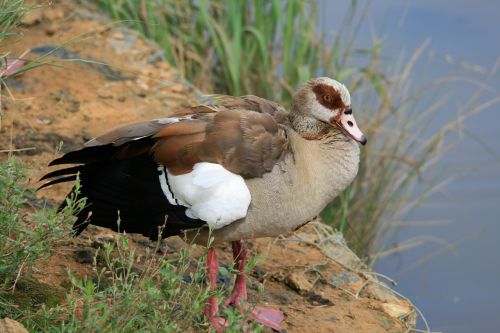 egyptian goose goose brown