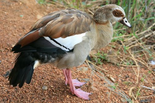 egyptian goose goose brown