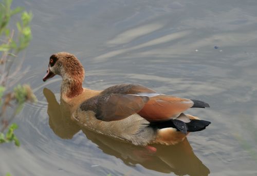 egyptian goose goose fowl