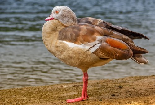egyptian goose  nature  animal