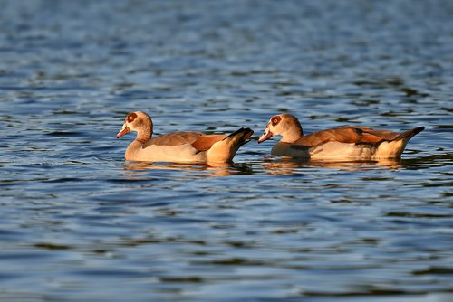 egyptian goose  duck  water bird