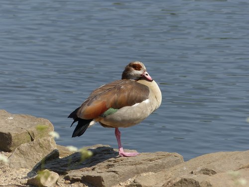 egyptian goose  goose  adult