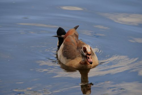 Egyptian Goose On The Pond
