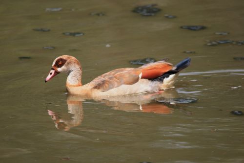 Egyptian Goose On The Water