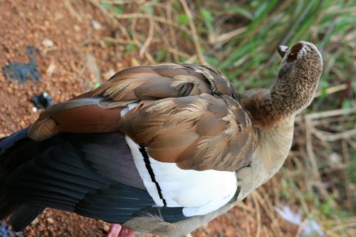 Egyptian Goose With Cocked Ear
