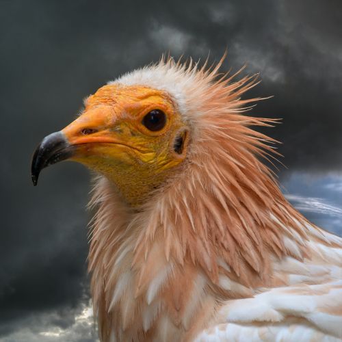 egyptian vulture bird bird of prey