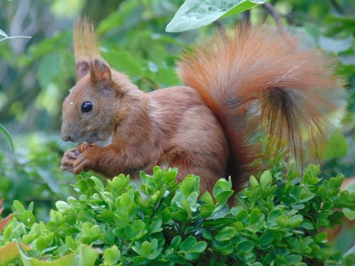 eichkater squirrel balcony