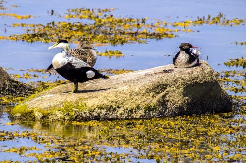 eider duck bird