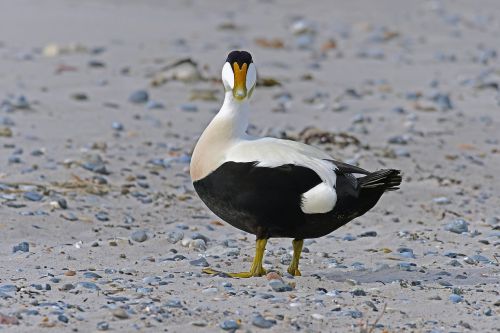 eider eider drake duck