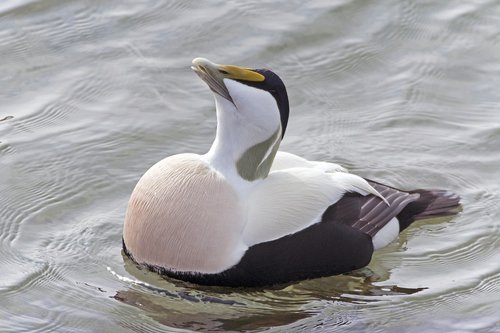 eider drake balzend  duck  helgoland