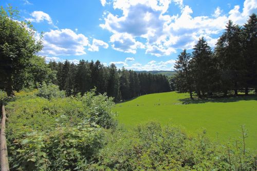 eifel sky forest