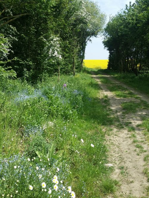 eifel hiking nature