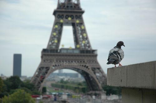 eiffel tower background pigeon