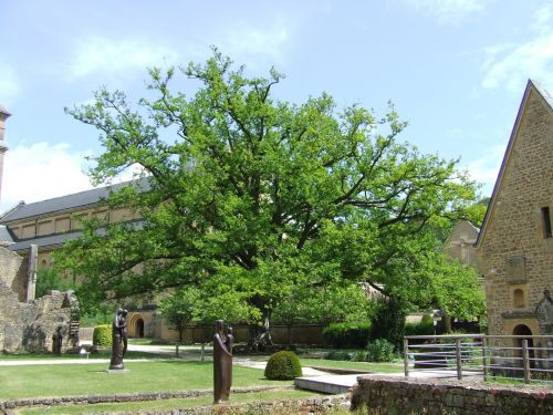 Oak Tree In Sculpture Garden