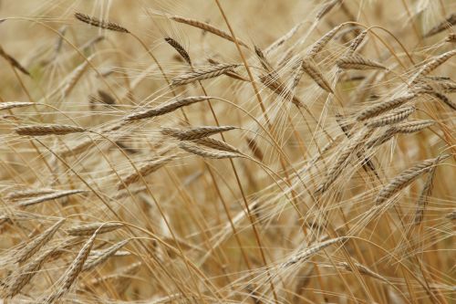 einkorn grain field
