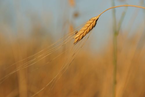 einkorn grain wheat