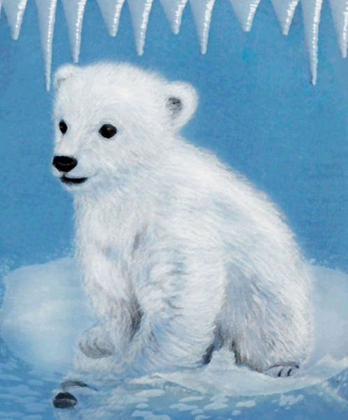 eisbaerjunge polar bear bear
