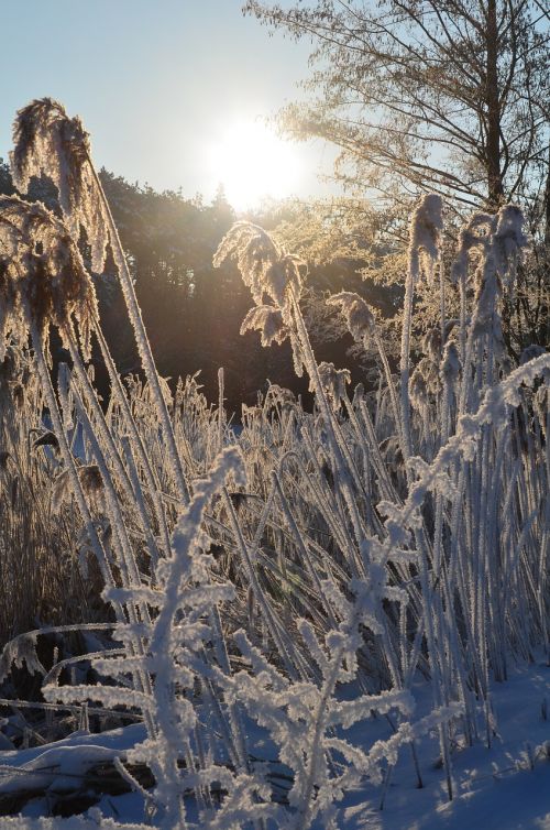 eiskristalle winter magic cold