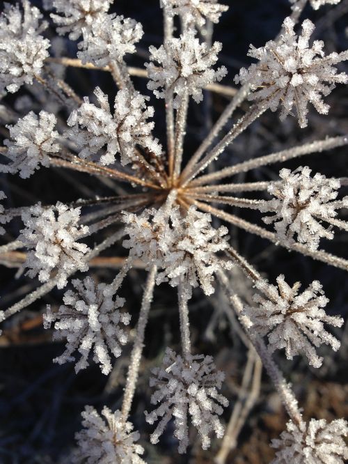 eiskristalle frost frozen