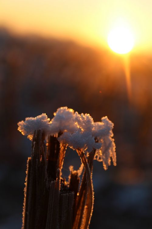 eiskristalle snow frost
