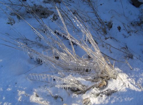 eiskristalle grasses winter