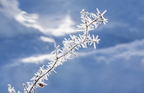 eiskristalle  smaller branch  snow